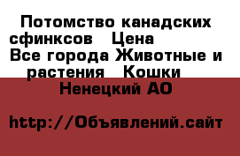 Потомство канадских сфинксов › Цена ­ 15 000 - Все города Животные и растения » Кошки   . Ненецкий АО